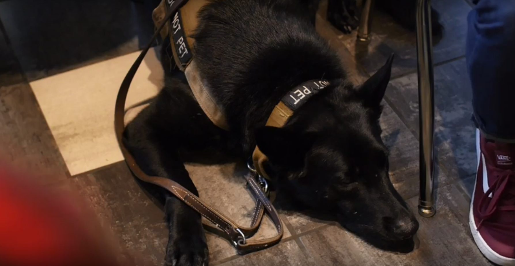 Service Dogs 101