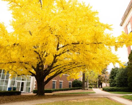 Year of the Ginkgo