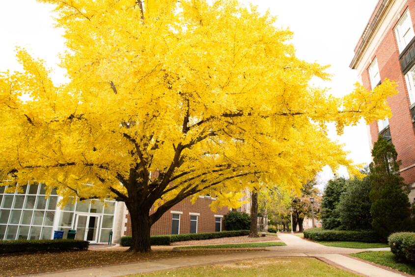 Year of the Ginkgo: A Message from the President